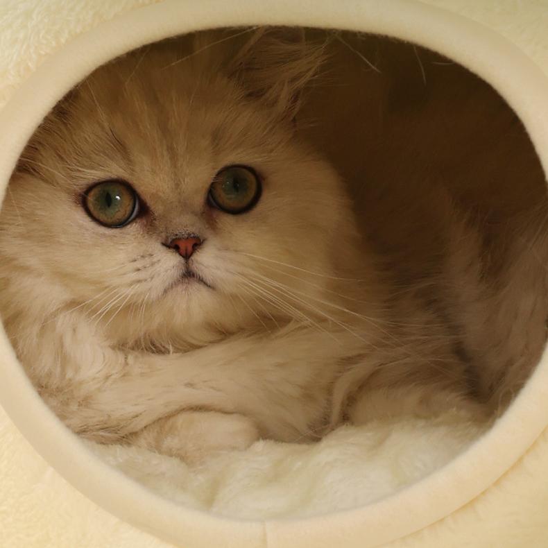 Little Frog Cat Bed